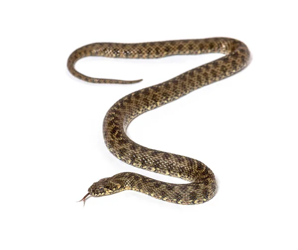 Serpiente Agua Viperina Natrix Maura Serpiente Venenosa Semiacuática Aislada Sobre —  Fotos de Stock