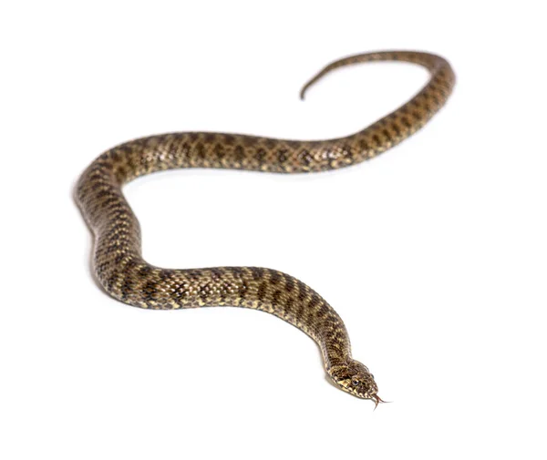 Serpiente Agua Viperina Natrix Maura Serpiente Venenosa Semiacuática Aislada Sobre —  Fotos de Stock
