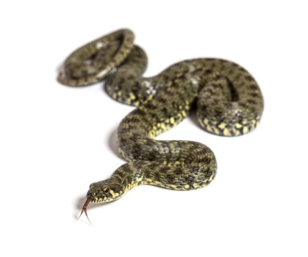 Viperine Water Snake Natrix Maura Nonvenomous Semiaquatic Snake Isolated White — Stock Photo, Image