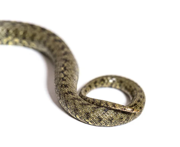 Snake Tail Viperine Water Snake Natrix Maura Nonvenomous Semiaquatic Snake — Stock Photo, Image