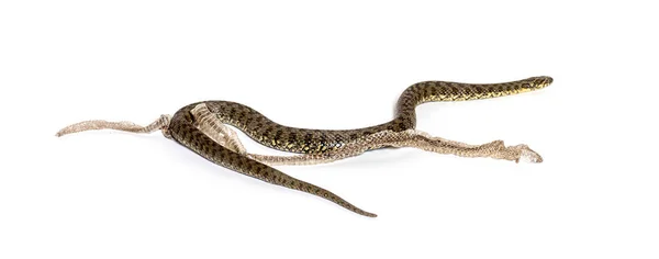 Serpiente Agua Viperina Natrix Maura Shedding Skin Molting Serpiente Venenosa — Foto de Stock