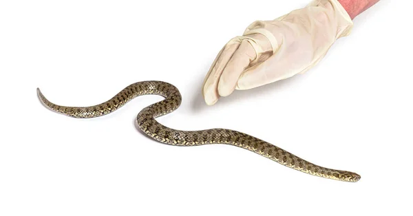 Gloved Human Hand Catching Viperine Water Snake Natrix Maura Nonvenomous — Stock Photo, Image