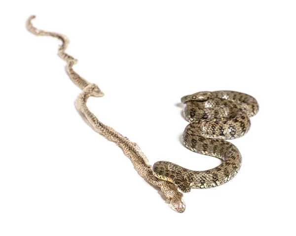 Viperine Water Snake Natrix Maura Shedding Skin Molting Nonvenomous Semiaquatic — Stock Photo, Image