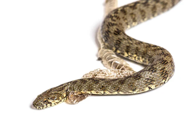 Viperine Water Snake Natrix Maura Shedding Skin Molting Nonvenomous Semiaquatic — Stock Photo, Image