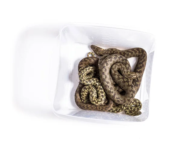 View High Viperine Water Snake Transport Box Natrix Maura Nonvenomous — Stock Photo, Image