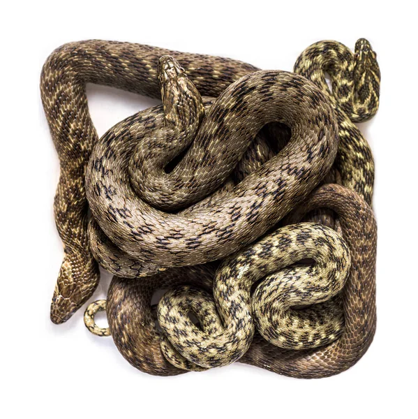 View High Viperine Water Snake Skin Natrix Maura Nonvenomous Semiaquatic — Stock Photo, Image