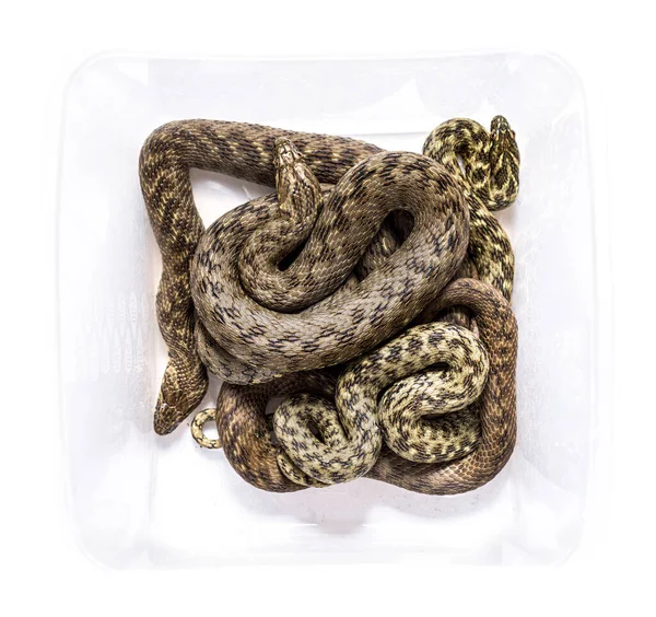 View High Viperine Water Snake Transport Box Natrix Maura Nonvenomous — Stock Photo, Image