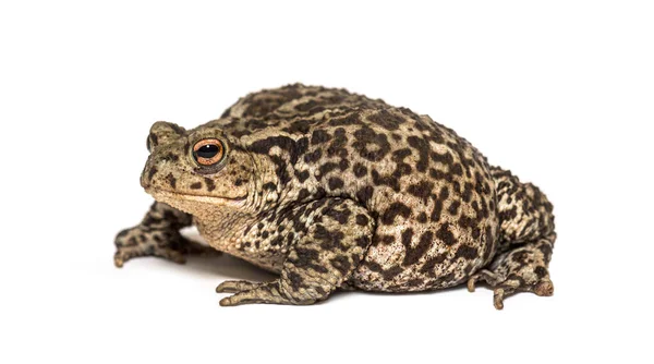 백인들에게 고립되어 유럽의 두꺼비 — 스톡 사진