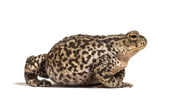 Side View European Common Toad Bufo Bufo Isolated White — Stock Photo, Image