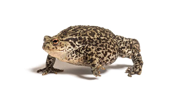 Europees Gemeenschappelijk Pad Lopen Bufo Bufo Geïsoleerd Wit — Stockfoto