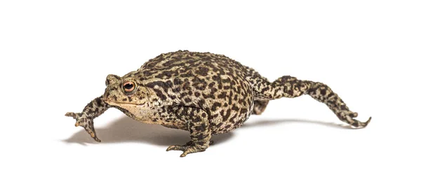 Europees Gemeenschappelijk Pad Lopen Bufo Bufo Geïsoleerd Wit — Stockfoto