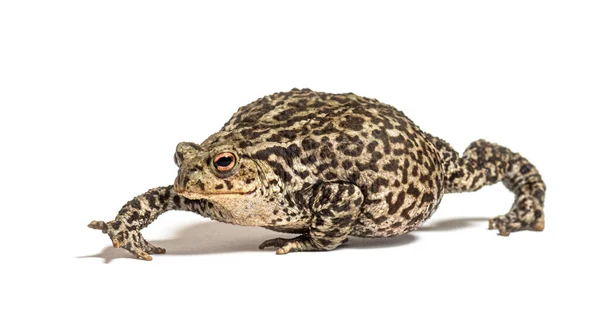 Europees Gemeenschappelijk Pad Lopen Bufo Bufo Geïsoleerd Wit — Stockfoto