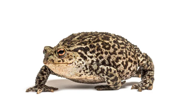 Europees Gemeenschappelijk Pad Lopen Bufo Bufo Geïsoleerd Wit — Stockfoto