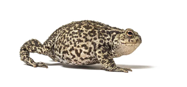 Europees Gemeenschappelijk Pad Lopen Bufo Bufo Geïsoleerd Wit — Stockfoto