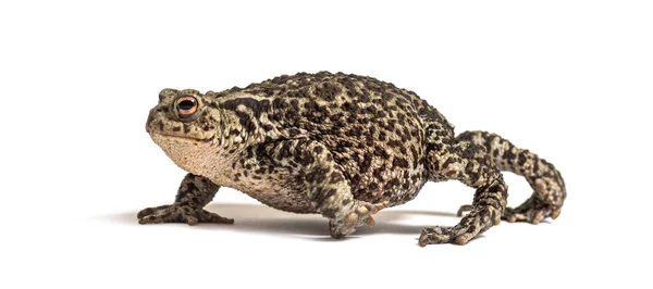 Europees Gemeenschappelijk Pad Lopen Bufo Bufo Geïsoleerd Wit — Stockfoto