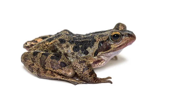 Sapo Comum Europeu Rana Temporaria Isolado Sobre Branco — Fotografia de Stock