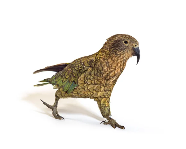 Piesze Wędrówki Ptaków Kea Nestor Notabilis Lub Papuga Alpejska Izolowane — Zdjęcie stockowe