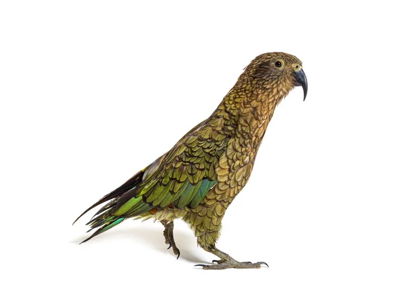 Piesze Wędrówki Ptaków Kea Nestor Notabilis Lub Papuga Alpejska Izolowane — Zdjęcie stockowe