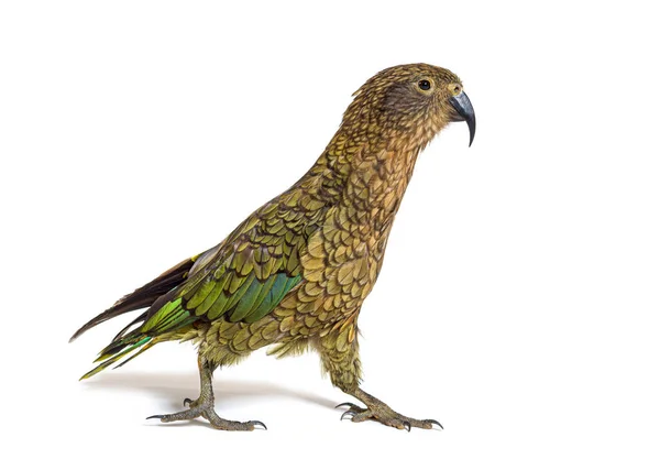 Kea Vogel Waliking Nestor Notabilis Alpine Papegaai Geïsoleerd Wit — Stockfoto