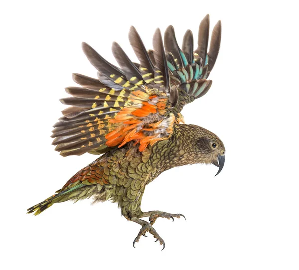 Kea Bird Nestor Notabilis Oder Alpenpapagei Fliegend Isoliert Auf Weiß — Stockfoto