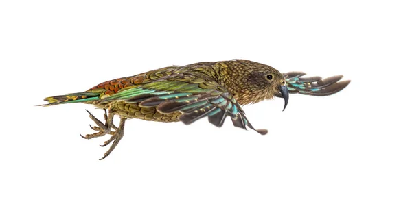 Kea Bird Nestor Notabilis Eller Alpin Papegoja Flyger Isolerad Vit — Stockfoto