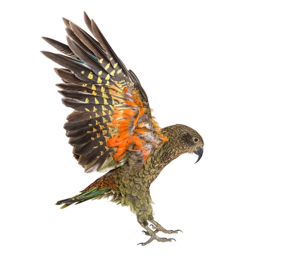 Kea Bird Nestor Notabilis Eller Alpin Papegoja Flyger Isolerad Vit — Stockfoto