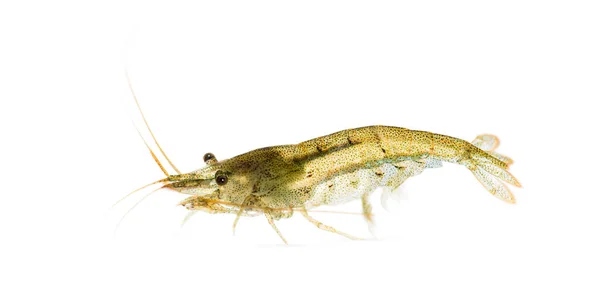 Atyaephyra Desmaresti Caridine Freshwater Shrimp Isolated White — Stock Photo, Image