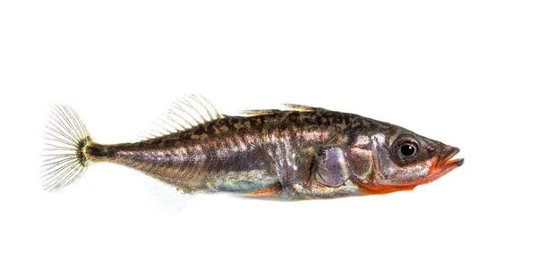 Three Spined Stickleback Gasterosteus Aculeatus Isolated White — Stock Photo, Image