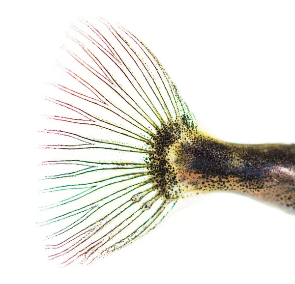 Вид Сбоку Прозрачный Рыбный Хвост Трёхпозвоночника Gasterosteus Aculeatus — стоковое фото