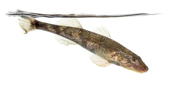 Seitenansicht Rhone Streber Zingel Asper Süßwasserfische Isoliert Auf Weiß — Stockfoto