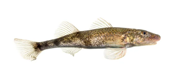 Rhone Streber Zingel Asper Tatlı Balığı Beyaz Üzerine Izole Edilmiş — Stok fotoğraf