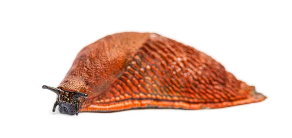 Seitenansicht Einer Orange Roten Nacktschnecke Arion Rufus Isoliert Auf Weiß — Stockfoto