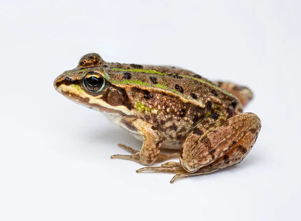 Boční Pohled Žábu Marsh Pelophylax Ridibundus Není Izolovaný — Stock fotografie