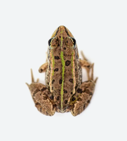 Side View Marsh Frog Pelophylax Ridibundus Isolated — Stock Photo, Image