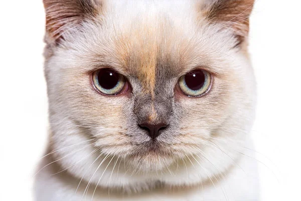 Lilac Point British Shorthair Cat Facing Camera Απομονωμένη Λευκό — Φωτογραφία Αρχείου