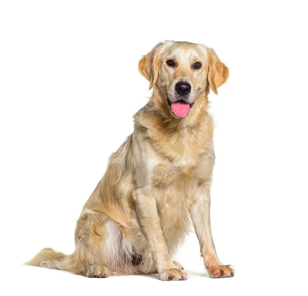 Gelber Golden Retriever Hund Keuchend Isoliert Auf Weißem Grund — Stockfoto