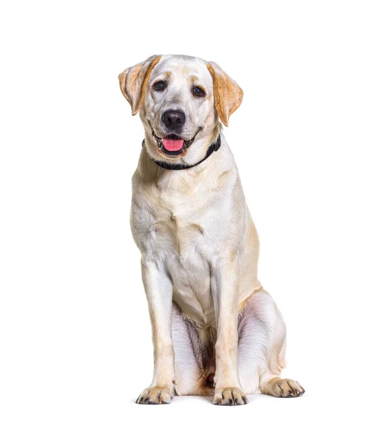 Gelber Labrador Keuchend Sitzend Isoliert Auf Weiß — Stockfoto