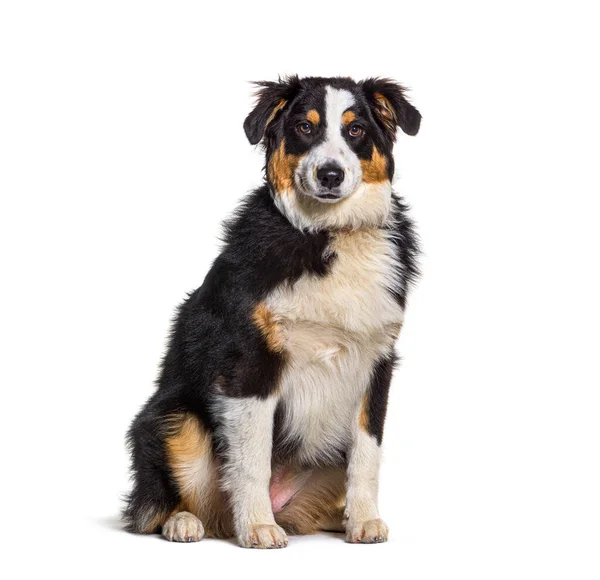 Fett Tricolor Australiska Herde Hund Sitter Isolerad Vit — Stockfoto