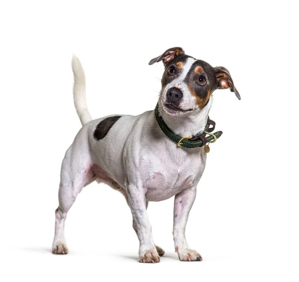 Tricolor Jack Russel Terrier Hund Stående Och Tittar Bort Isolerad — Stockfoto