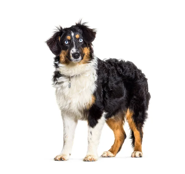 Azul Olhos Tricolor Pastor Australiano Vestindo Uma Coleira Cão — Fotografia de Stock