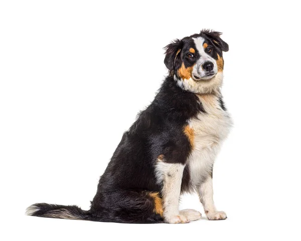 Fat Tricolor Australian Shepherd Dog Sitting Isolated White — Stock Photo, Image