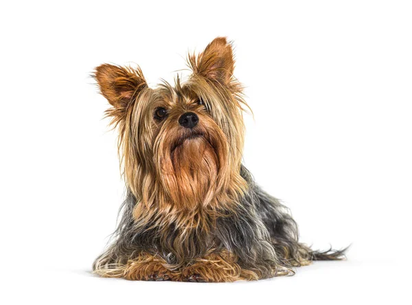 Felnéz Yorkshire Terrier Kutya Feküdt Elszigetelt Fehér — Stock Fotó