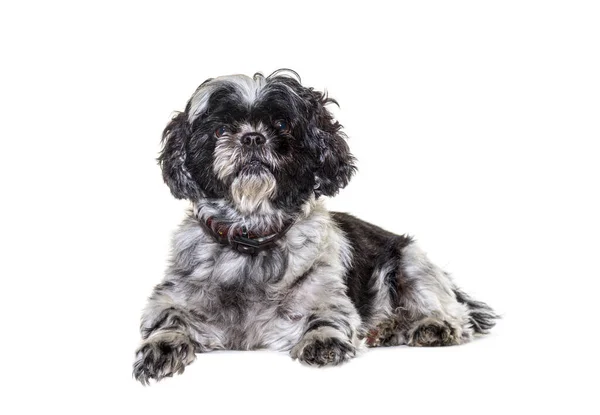 Negro Gris Shih Tzu Perro Acostado Mirando Cámara Aislado Blanco — Foto de Stock