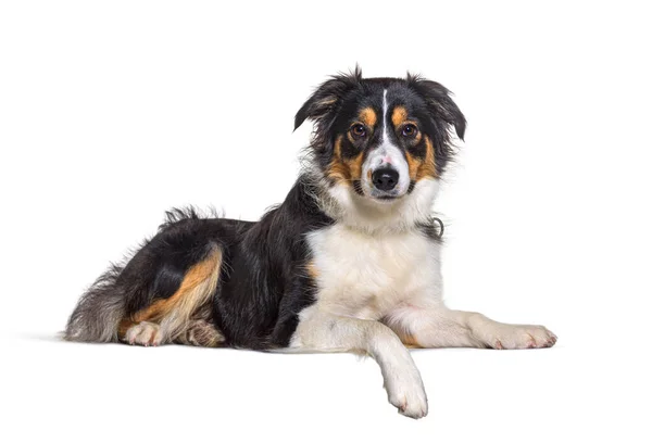 Confine Collie Cane Sdraiato Indossando Collare Una Zampa Pende Giù — Foto Stock