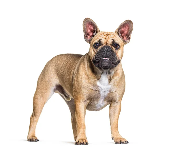 Staande Franse Bulldog Geïsoleerd Wit — Stockfoto