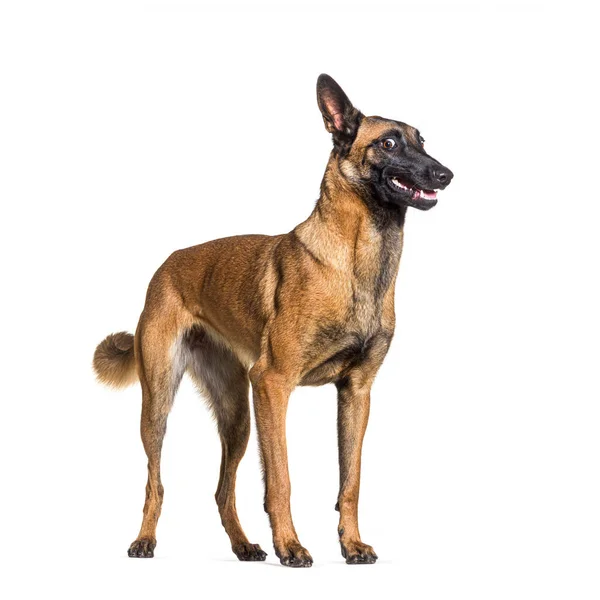 Malinois Also Know Belgian Shepherd Dog Looking Weird Surprise Isolated — Stock Photo, Image