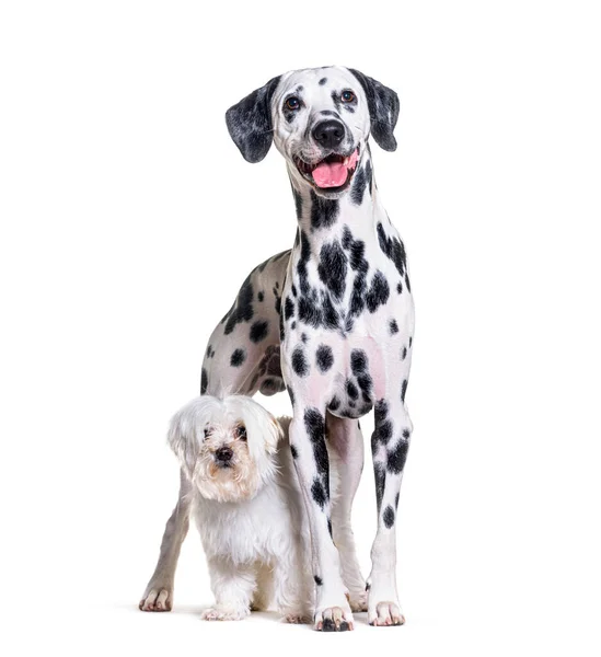 Maltese Dalmatian Dog Standing Together Isolated White — Stock Photo, Image