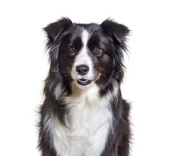 Collie Perro Fronterizo Aislado Blanco —  Fotos de Stock