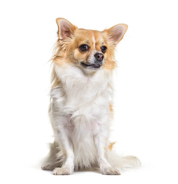 Portret Van Zittende Chihuahua Hond Geïsoleerd Wit — Stockfoto
