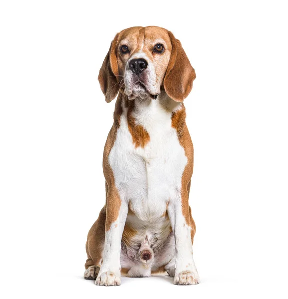 Beagle Dog Staat Vooraan Geïsoleerd Wit — Stockfoto